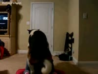 Dark-haired white bitch with a large butt is getting fucked hard by a dog